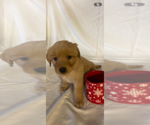 Golden Retriever Puppy for sale in COLUMBUS, IN, USA