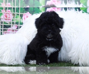 Havanese Puppy for sale in MARIETTA, GA, USA