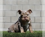 Small #1 English Bulldog