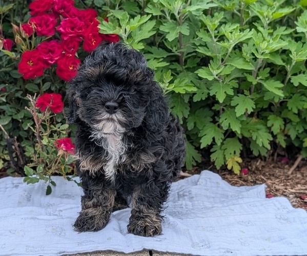 Medium Photo #3 Cock-A-Poo Puppy For Sale in GOSHEN, IN, USA