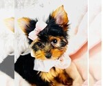 Small #1 Yorkshire Terrier
