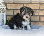 Image preview for Ad Listing. Nickname: Scout