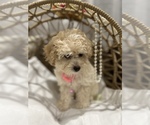 Small Photo #12 Maltipoo Puppy For Sale in VALLEY CENTER, CA, USA