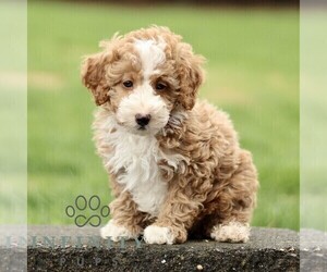 Goldendoodle (Miniature) Puppy for sale in RONKS, PA, USA