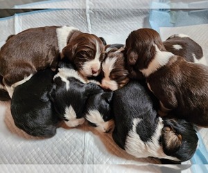 English Springer Spaniel Puppy for sale in ONTARIO, CA, USA