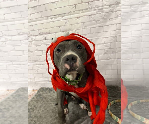 Medium Photo #13 American Pit Bull Terrier Puppy For Sale in GILBERTS, IL, USA