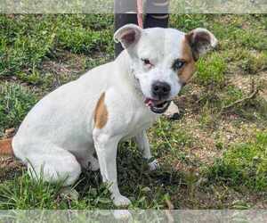Oakley - Male Staffordshire Bull Terrier-Unknown Mix Dog for Adoption - Photo #2