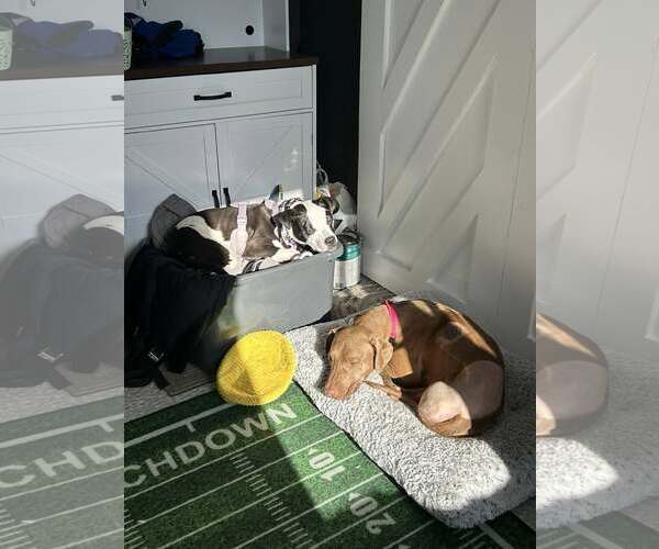 Medium Photo #1 Rhodesian Ridgeback-Unknown Mix Puppy For Sale in Uwchlan, PA, USA