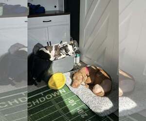 Rhodesian Ridgeback-Unknown Mix Dogs for adoption in Uwchlan, PA, USA