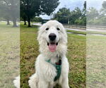 Small #10 Great Pyrenees