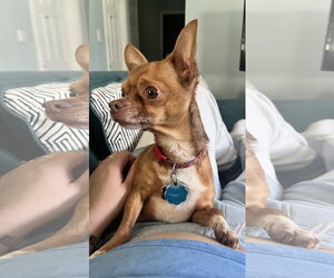 Kai - Male Chihuahua Dog for Adoption - Photo #4