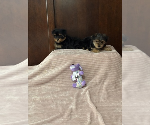Medium Photo #1 Poodle (Toy)-Yorkshire Terrier Mix Puppy For Sale in BENSON, NC, USA