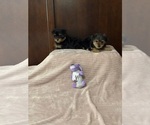 Image preview for Ad Listing. Nickname: Cleo