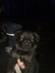Small Photo #10 German Shepherd Dog Puppy For Sale in BIRMINGHAM, PA, USA