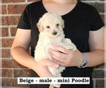 Small #2 Poodle (Miniature)