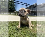 Puppy Ellie French Bulldog