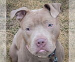 Small #1 American Staffordshire Terrier Mix
