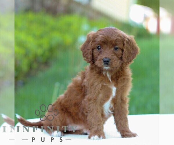 Medium Photo #3 Cavapoo Puppy For Sale in LITITZ, PA, USA