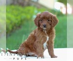 Small #2 Cavapoo