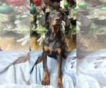 Small #3 Doberman Pinscher