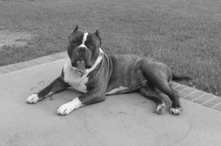 Father of the American Bully puppies born on 03/01/2017