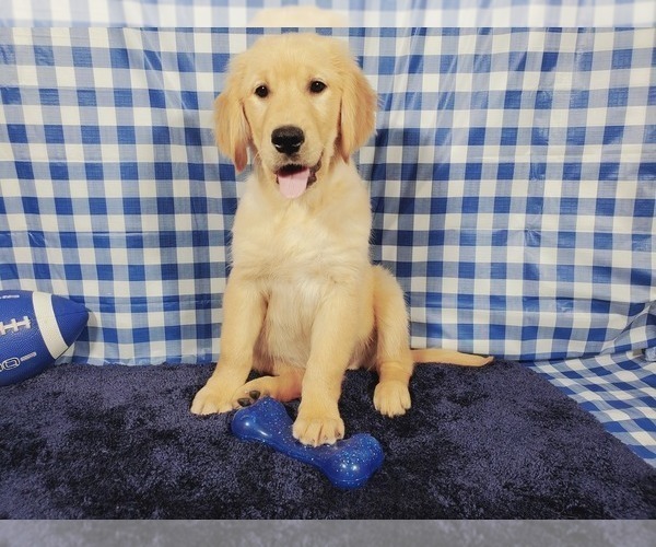 Full screen Photo #1 Golden Retriever Puppy For Sale in COLORADO SPRINGS, CO, USA