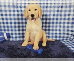 Small Photo #1 Golden Retriever Puppy For Sale in COLORADO SPRINGS, CO, USA