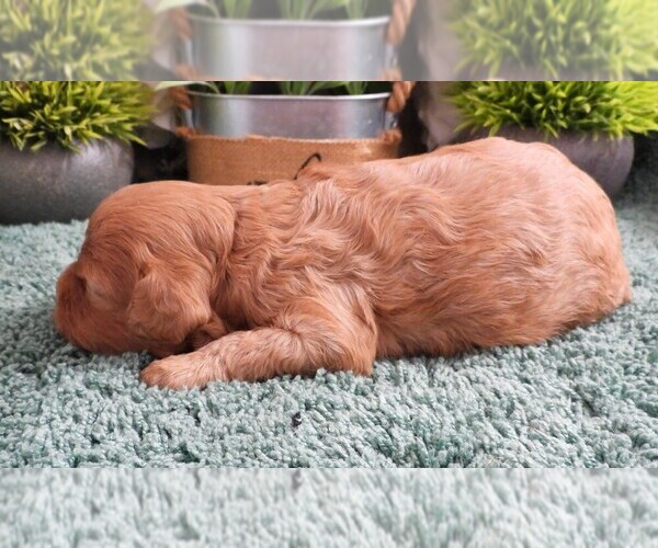 Medium Photo #2 Cavapoo (Miniature) Puppy For Sale in CARLISLE, KY, USA
