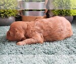 Small #1 Cavapoo (Miniature)