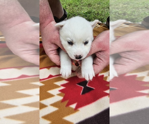 Medium Photo #4 Siberian Husky Puppy For Sale in CAMDENTON, MO, USA