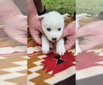 Small #3 Siberian Husky