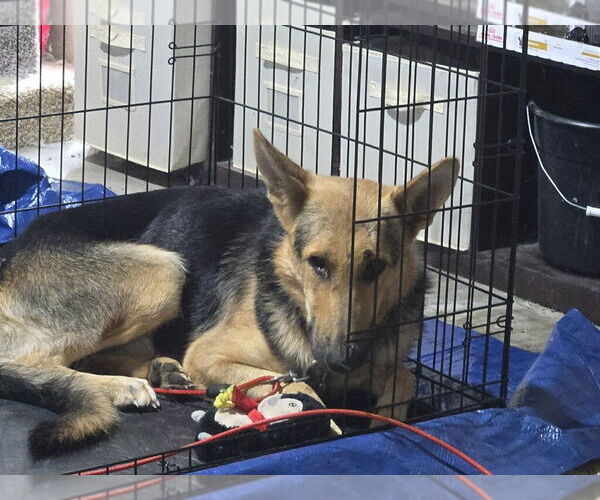 Medium Photo #2 German Shepherd Dog Puppy For Sale in Kansas City, MO, USA