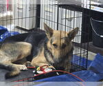 Small #1 German Shepherd Dog