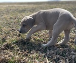 Small Photo #4 Great Dane Puppy For Sale in ROCKWELL CITY, IA, USA