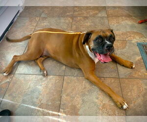 Boxer Dogs for adoption in Austin, TX, USA