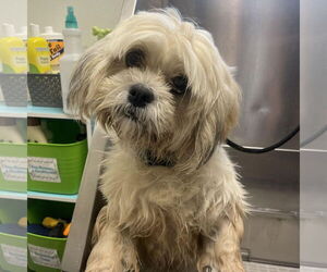 Lhasa Apso Dogs for adoption in Pottstown, PA, USA