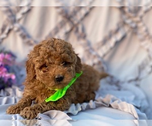 Goldendoodle Puppy for sale in LANCASTER, PA, USA