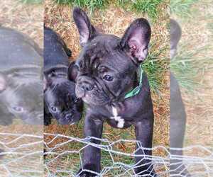 French Bulldog Puppy for sale in PAPILLION, NE, USA