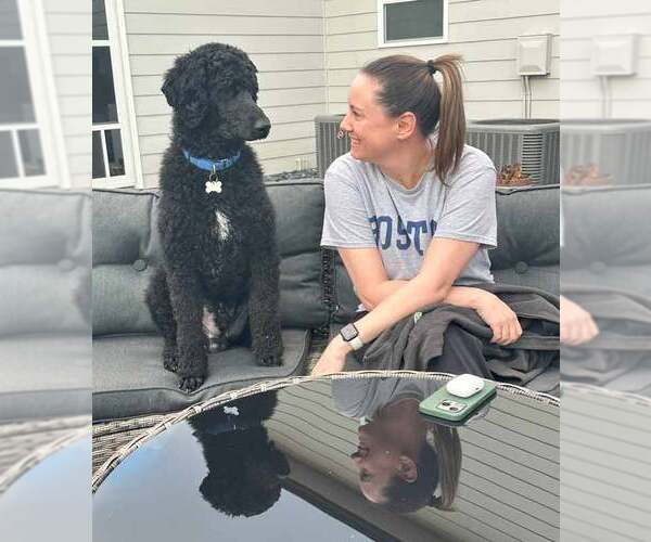 Medium Photo #3 Poodle (Standard) Puppy For Sale in Kennesaw, GA, USA