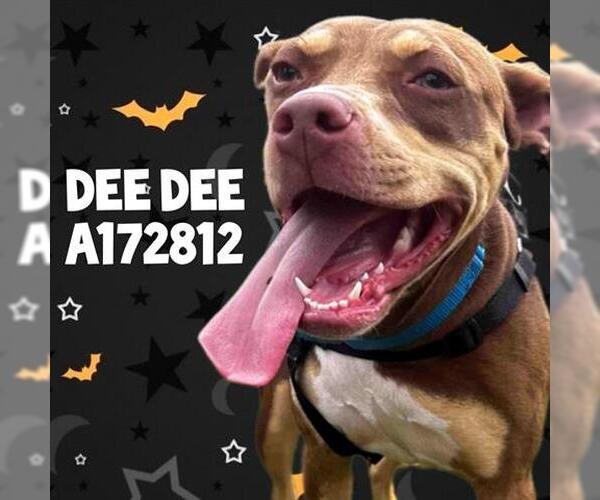 Medium Photo #3 American Pit Bull Terrier-Unknown Mix Puppy For Sale in Tulsa, OK, USA