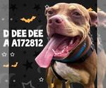 Small #2 American Pit Bull Terrier Mix