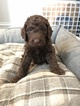Small Photo #1 Goldendoodle Puppy For Sale in ATHENS, GA, USA