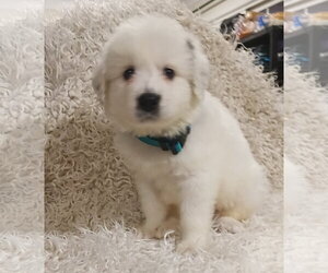 Anatolian Pyrenees Dogs for adoption in Holly Springs, NC, USA