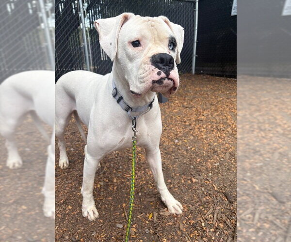Medium Photo #1 Boxer Puppy For Sale in Dumont, NJ, USA
