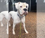 Small Boxer