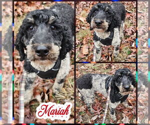 Poodle (Standard) Dogs for adoption in Blacksburg, SC, USA