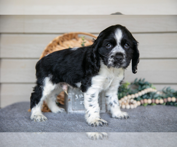 Medium Photo #4 Cocker Spaniel Puppy For Sale in SEAMAN, OH, USA