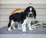 Small #3 Cocker Spaniel