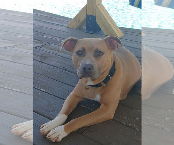 Medium Photo #4 Boxer Puppy For Sale in Holly Springs, NC, USA