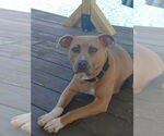 Small #3 Boxer